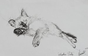 Kitty 